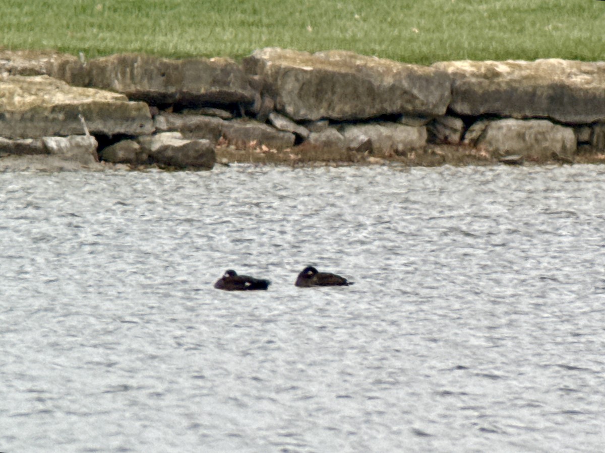White-winged Scoter - ML646557437