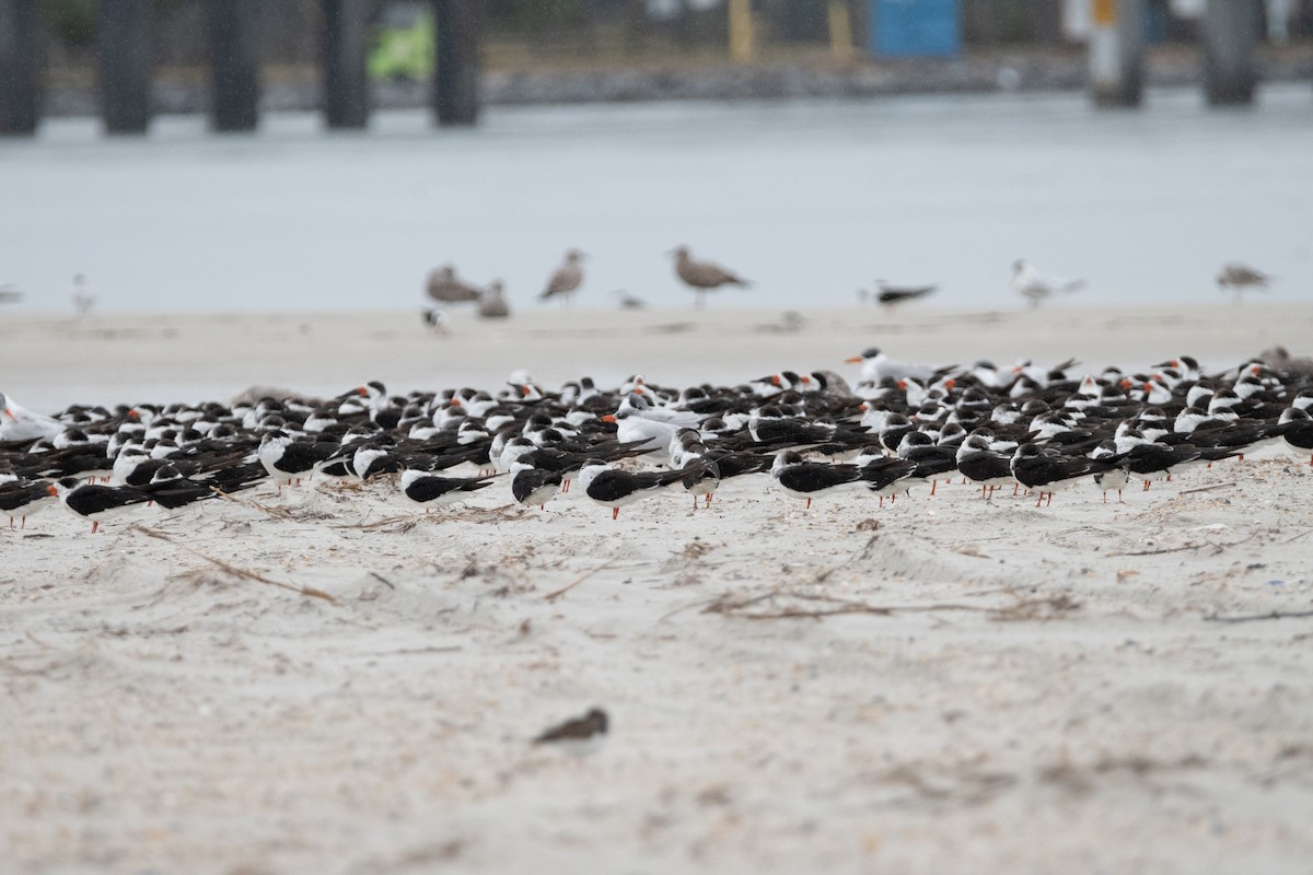 Black Skimmer - ML646557438