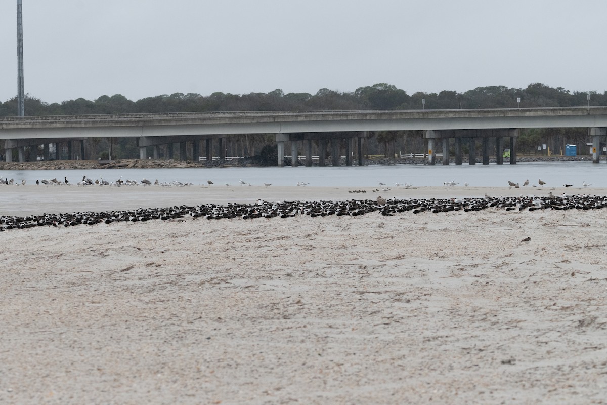 Black Skimmer - ML646557439