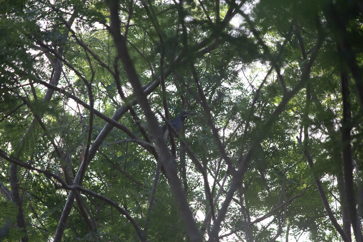 Western Red-legged Thrush - ML646557440