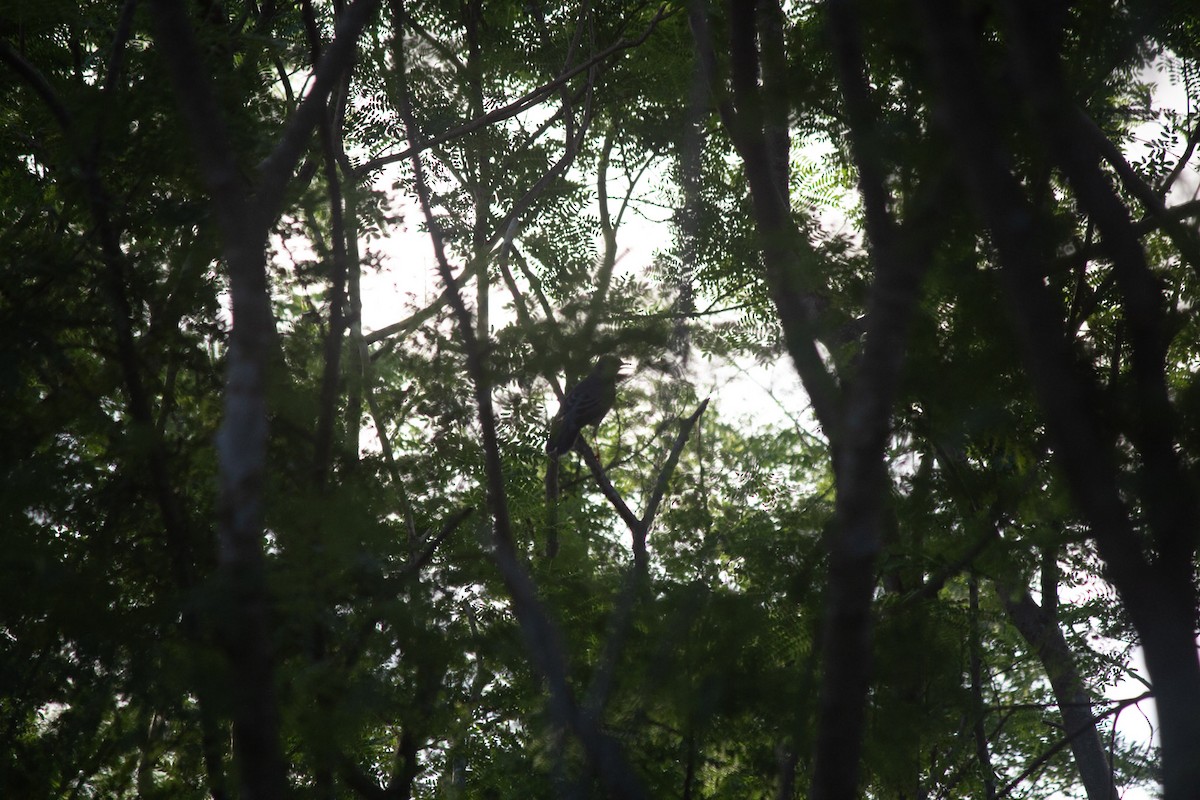 Western Red-legged Thrush - ML646557441