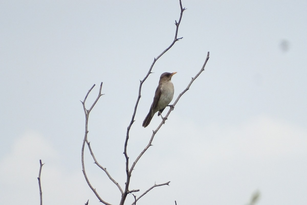 Creamy-bellied Thrush - ML646557442
