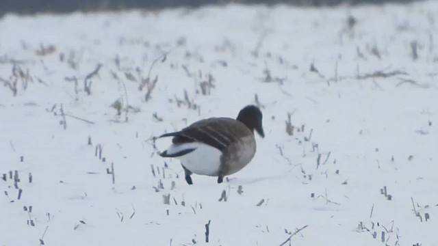 Brant - ML646557444