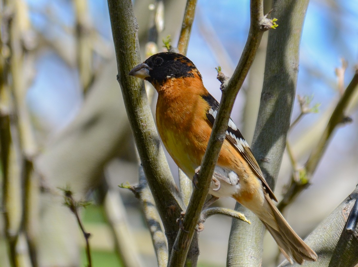 Picogrueso Cabecinegro - ML646557451