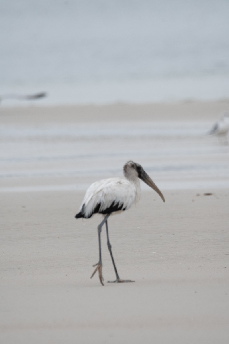 amerikastork - ML646557452