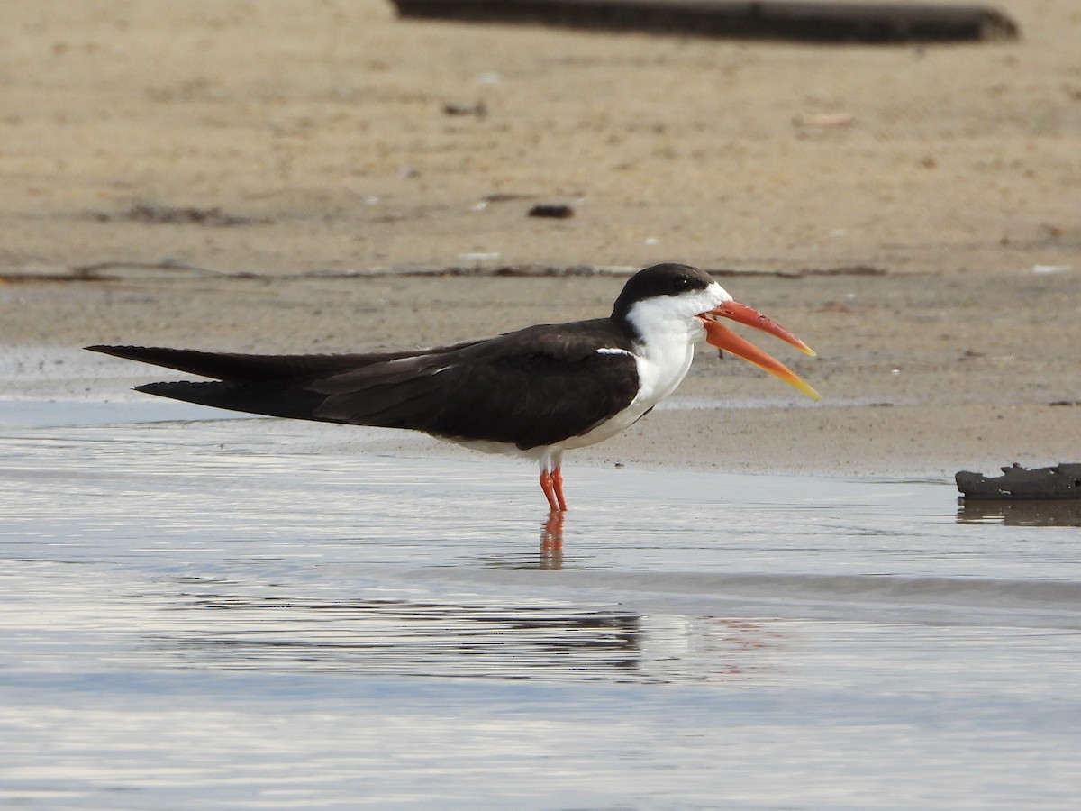 African Skimmer - ML646557453