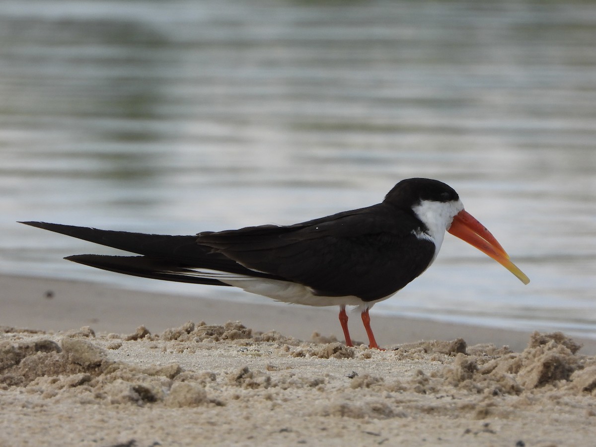 African Skimmer - ML646557454