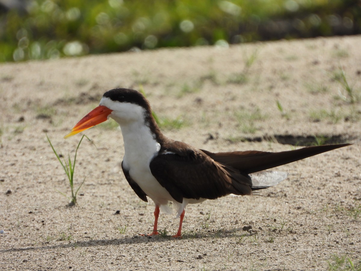 African Skimmer - ML646557455