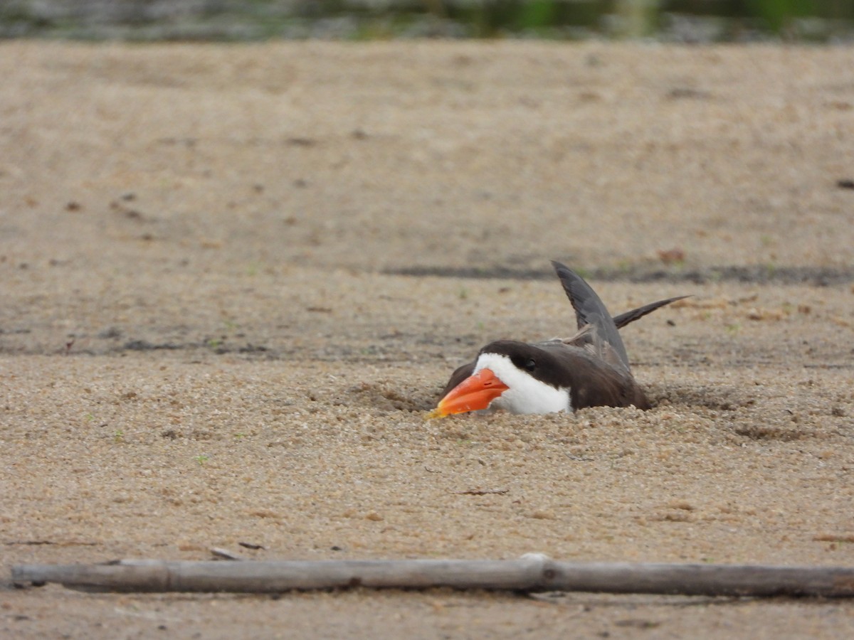 African Skimmer - ML646557456
