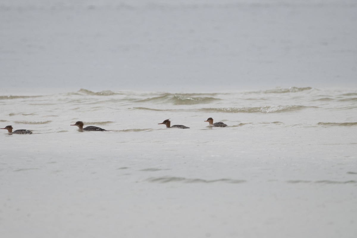 Red-breasted Merganser - ML646557459