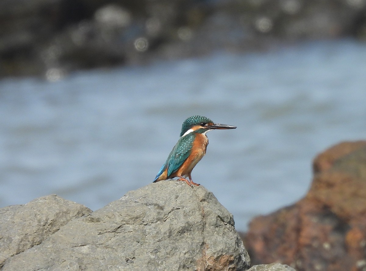 カワセミ - ML646557460