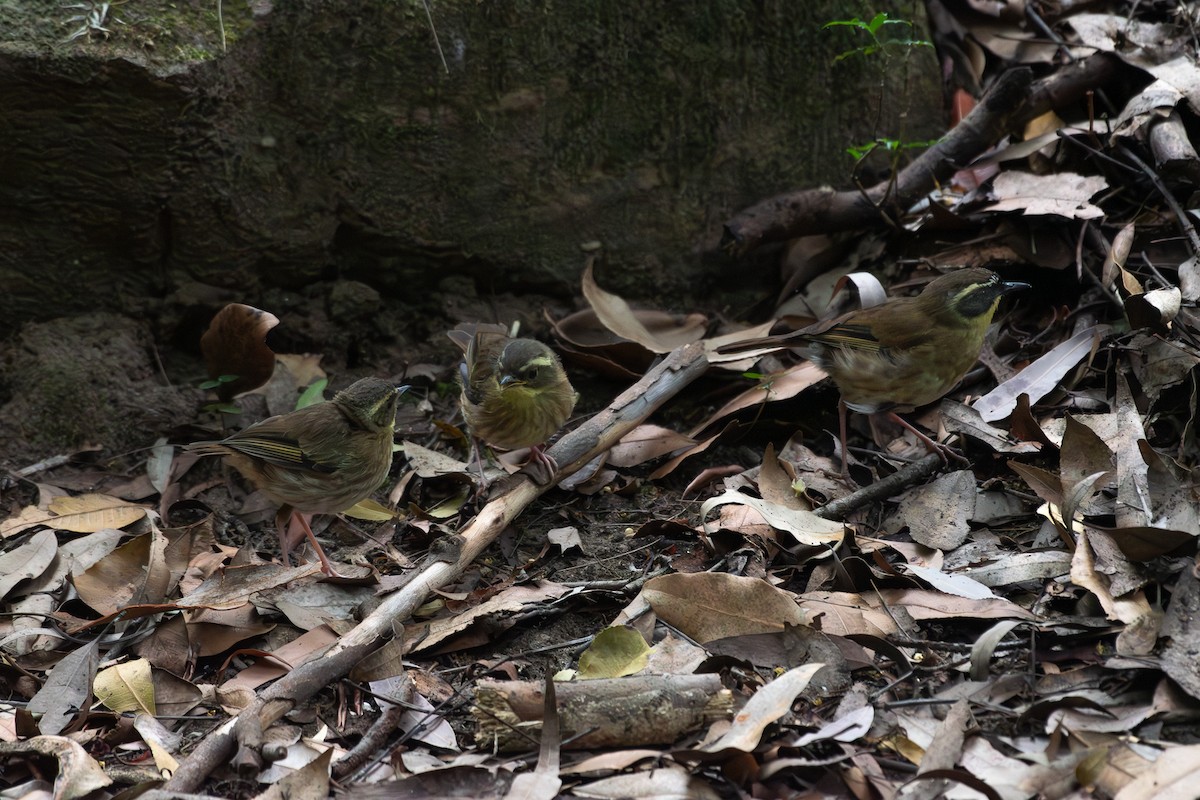 Yellow-throated Scrubwren - ML646557475