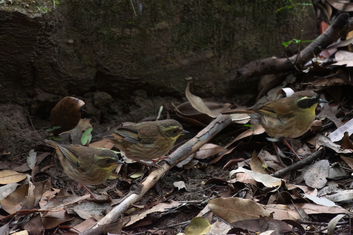 Yellow-throated Scrubwren - ML646557477