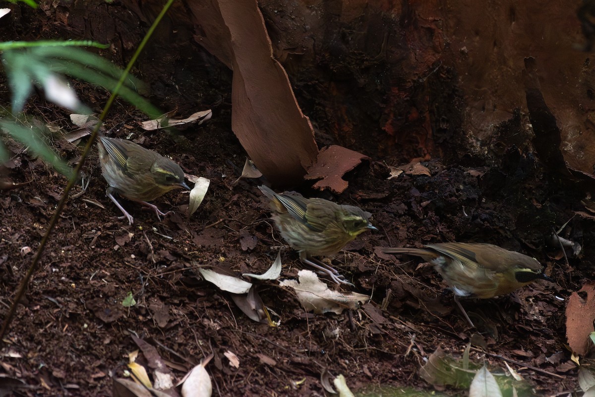 Yellow-throated Scrubwren - ML646557478