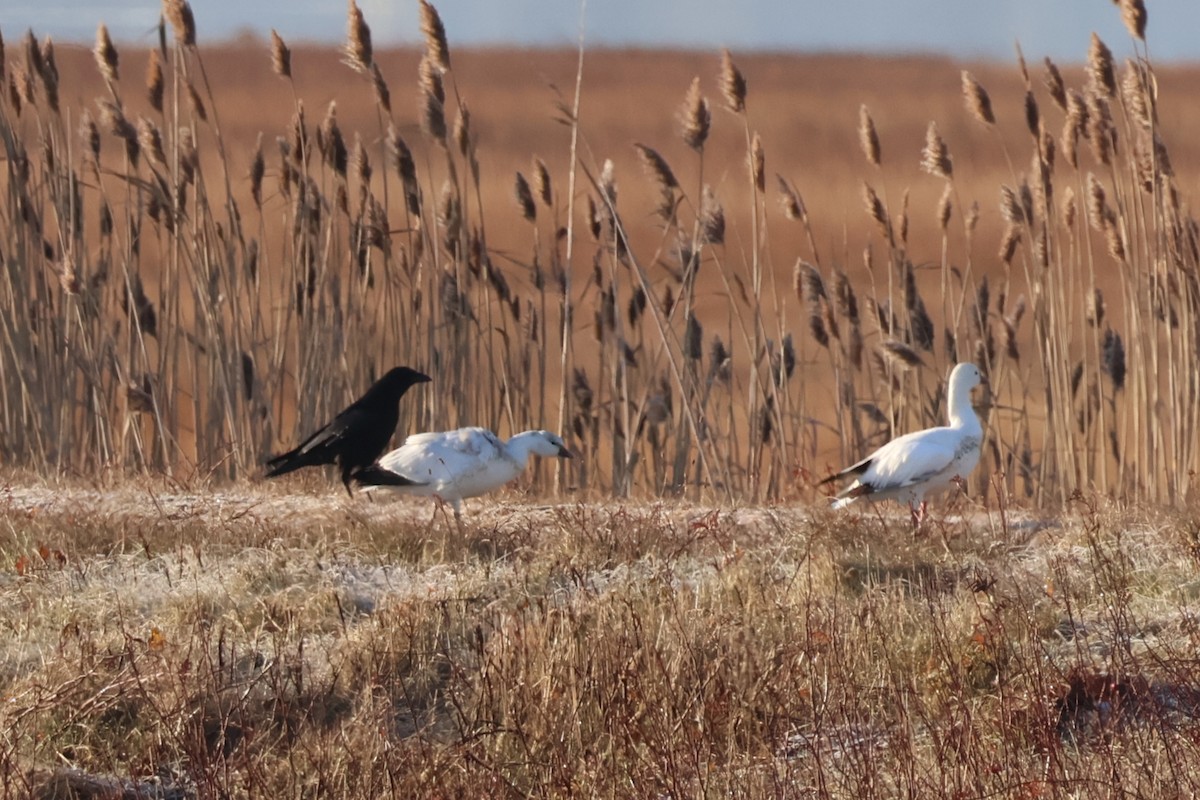 אווז קנדי - ML646557482