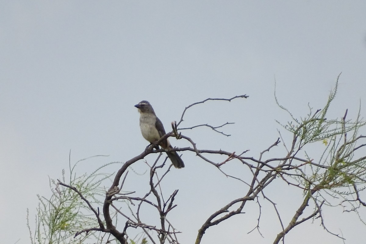 Bluish-gray Saltator - ML646557485