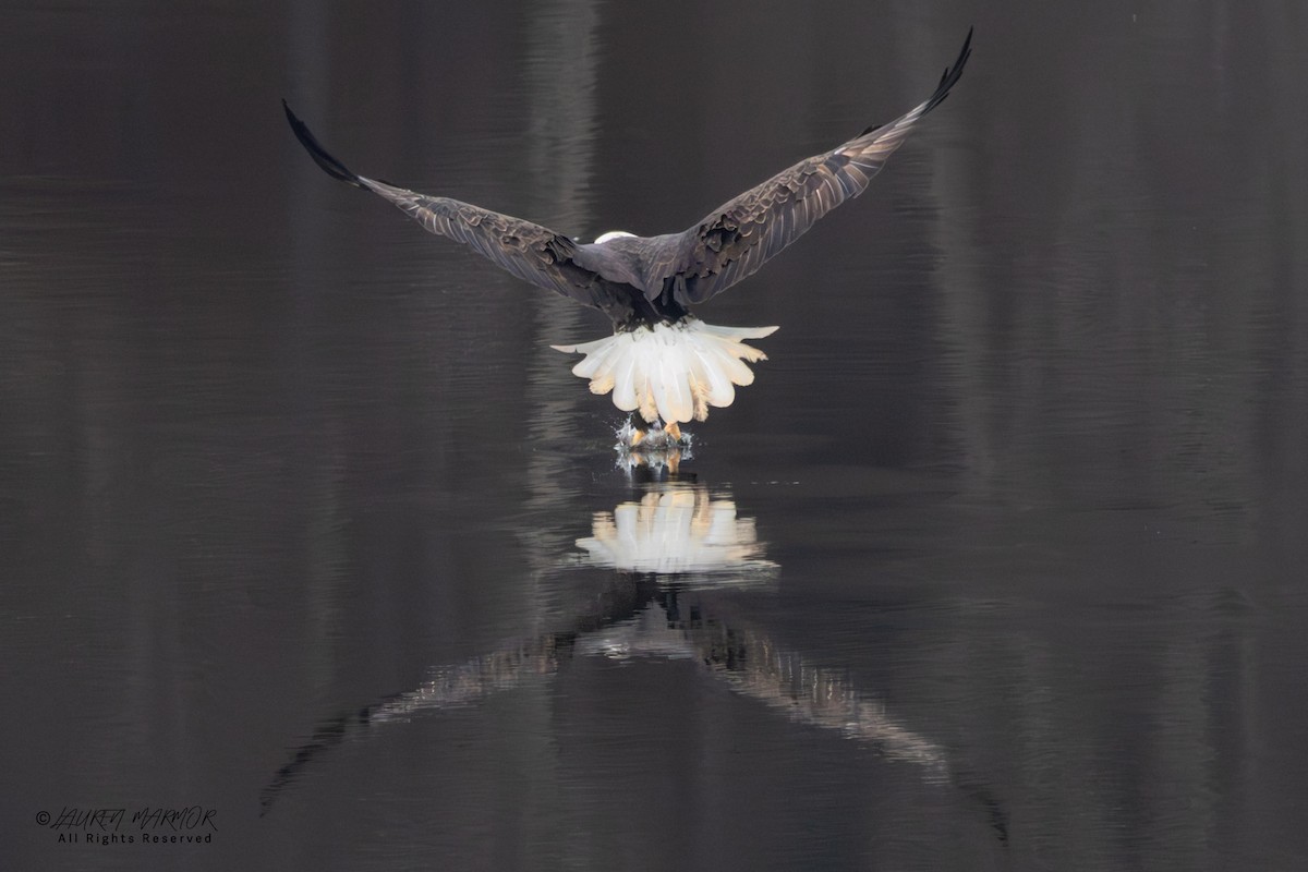 Bald Eagle - ML646557486