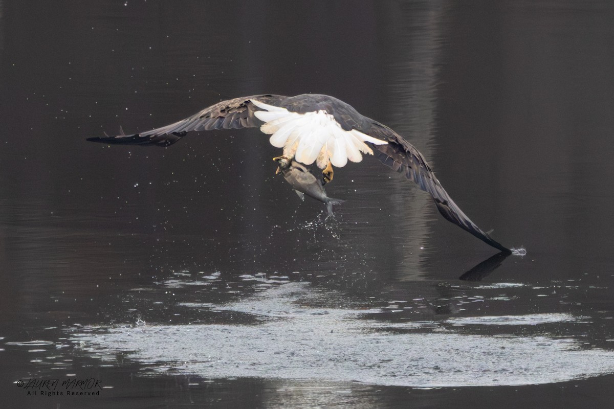 Bald Eagle - ML646557487