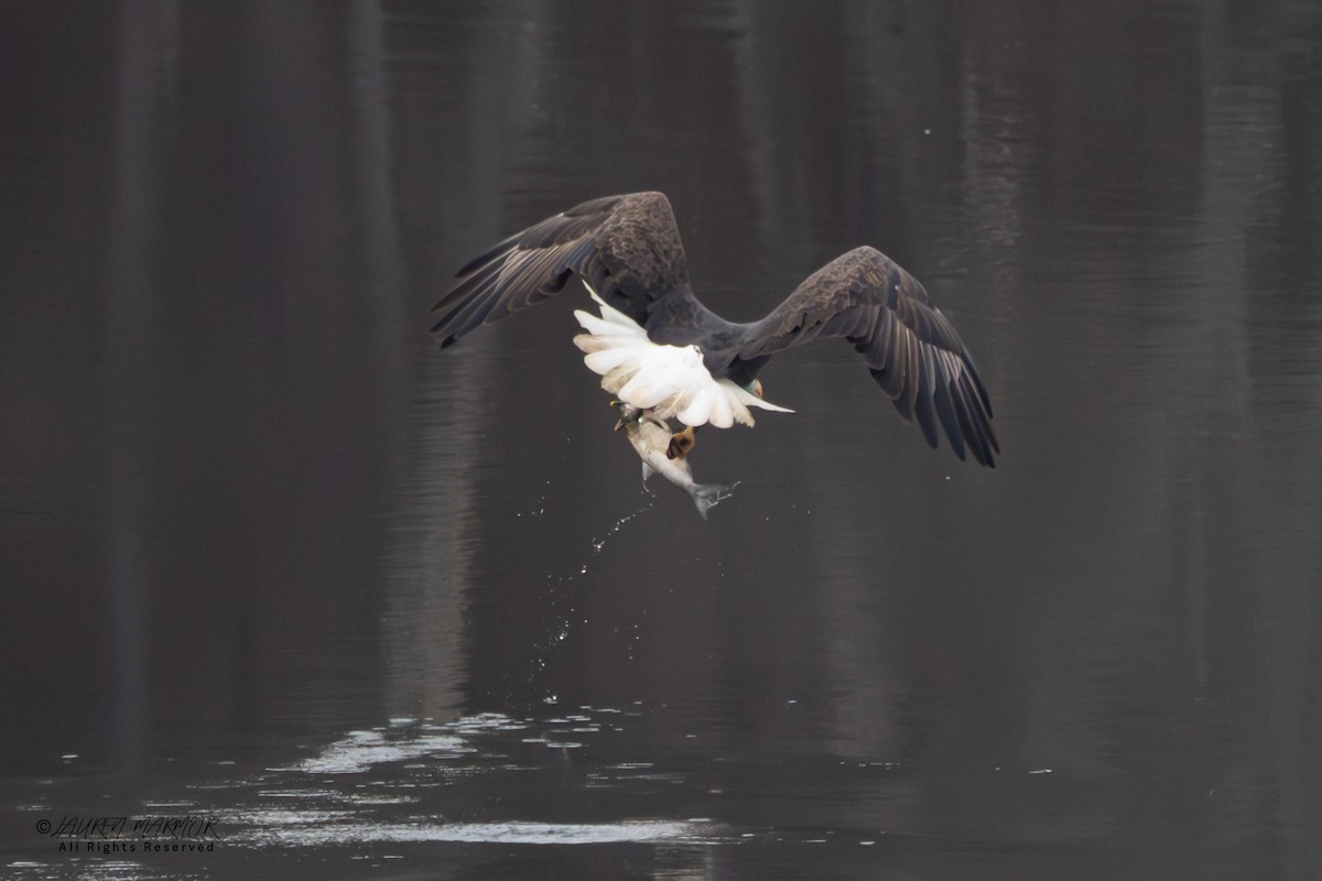 Bald Eagle - ML646557488