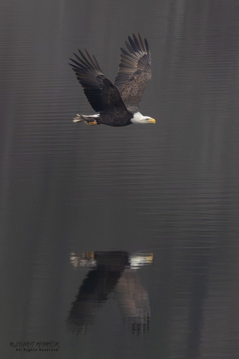 Bald Eagle - ML646557489