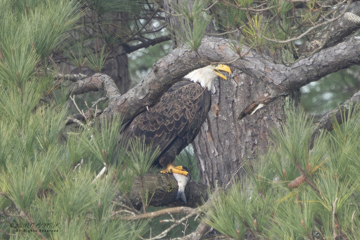 Bald Eagle - ML646557490