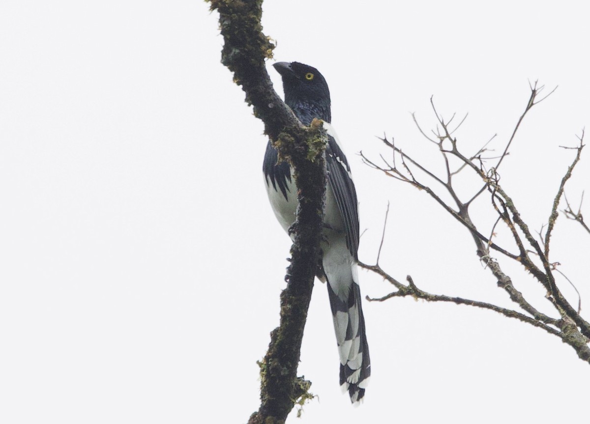 Tangara Urraca - ML646557491