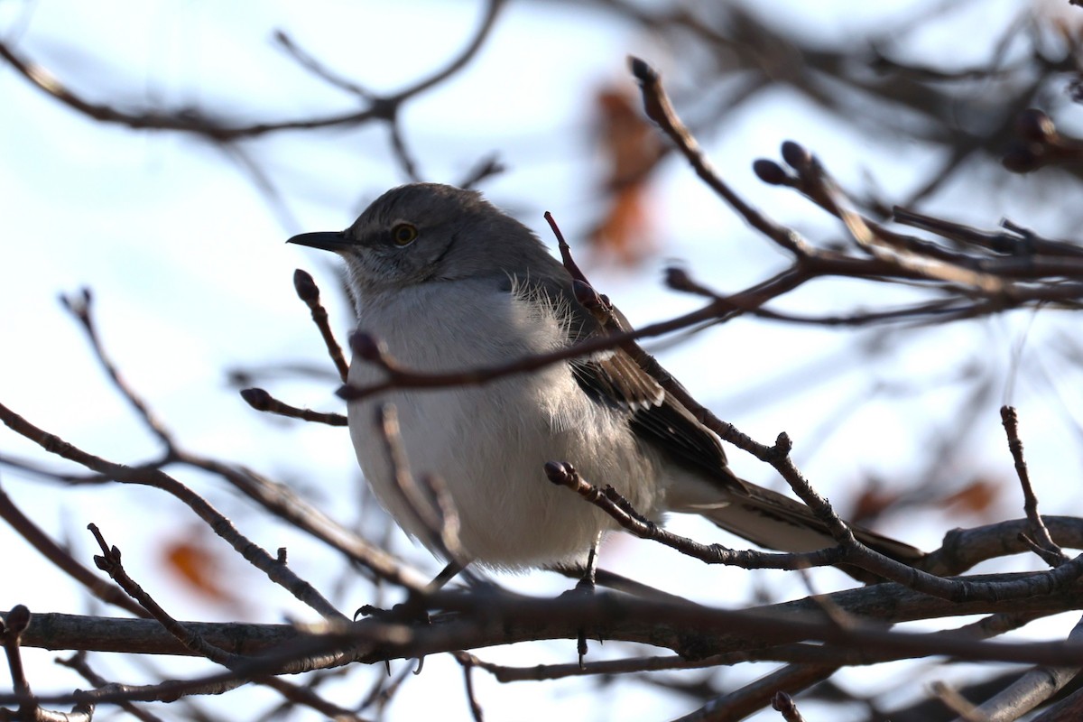 Northern Mockingbird - ML646557493