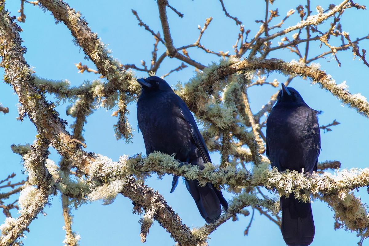 American Crow - ML646557495