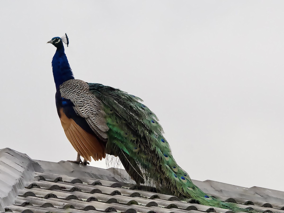 Indian Peafowl (Domestic type) - ML646557496