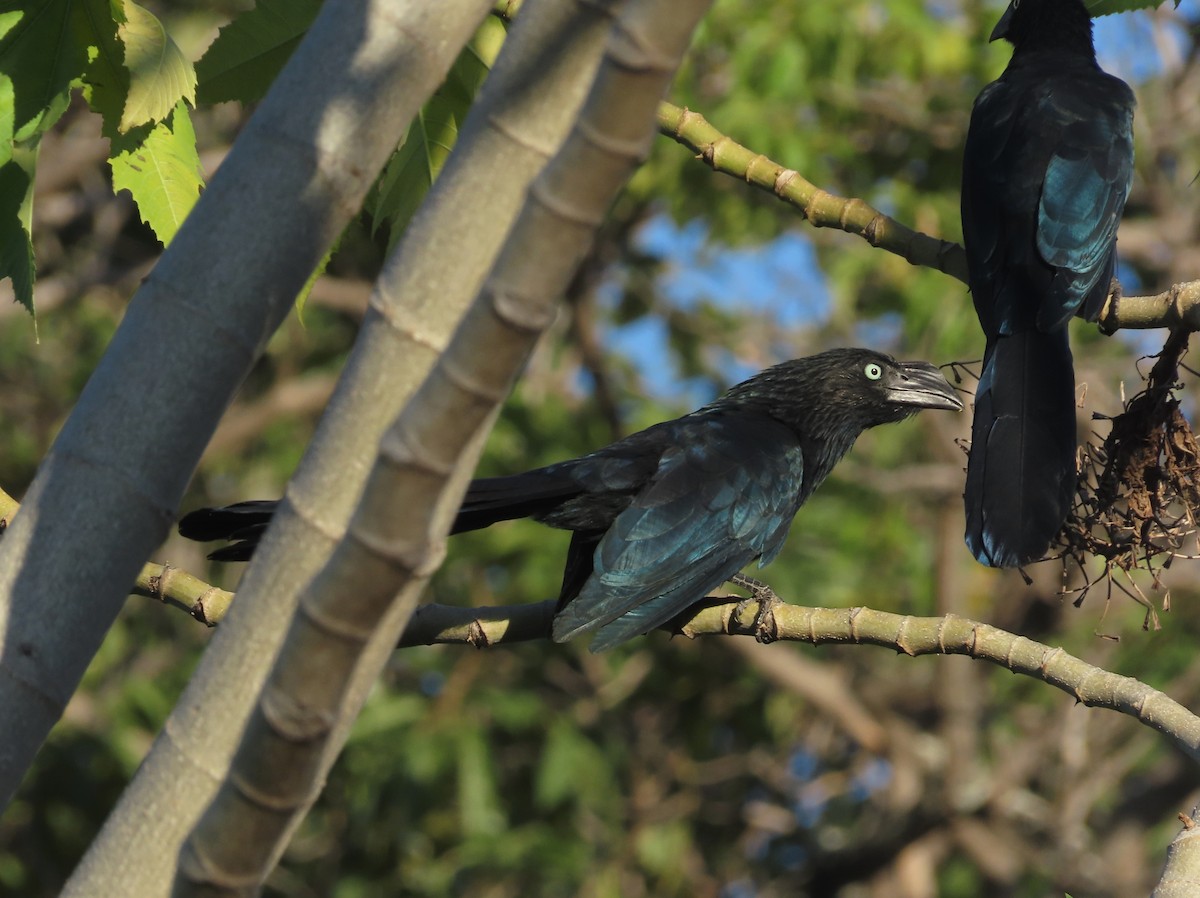 Greater Ani - ML646557498