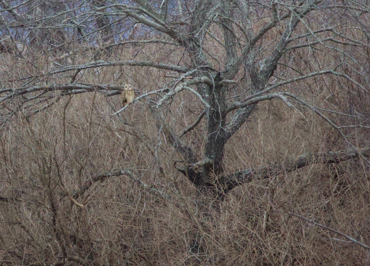 短耳鴞 - ML646557499