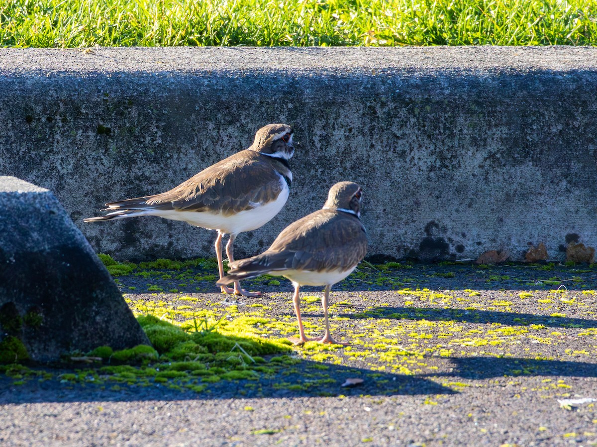 Killdeer - ML646557500