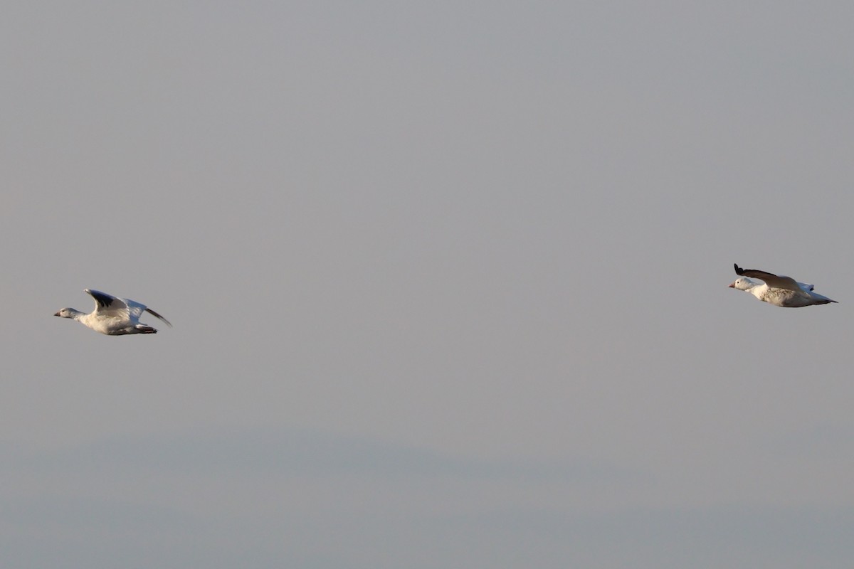 Ross's Goose - ML646557501