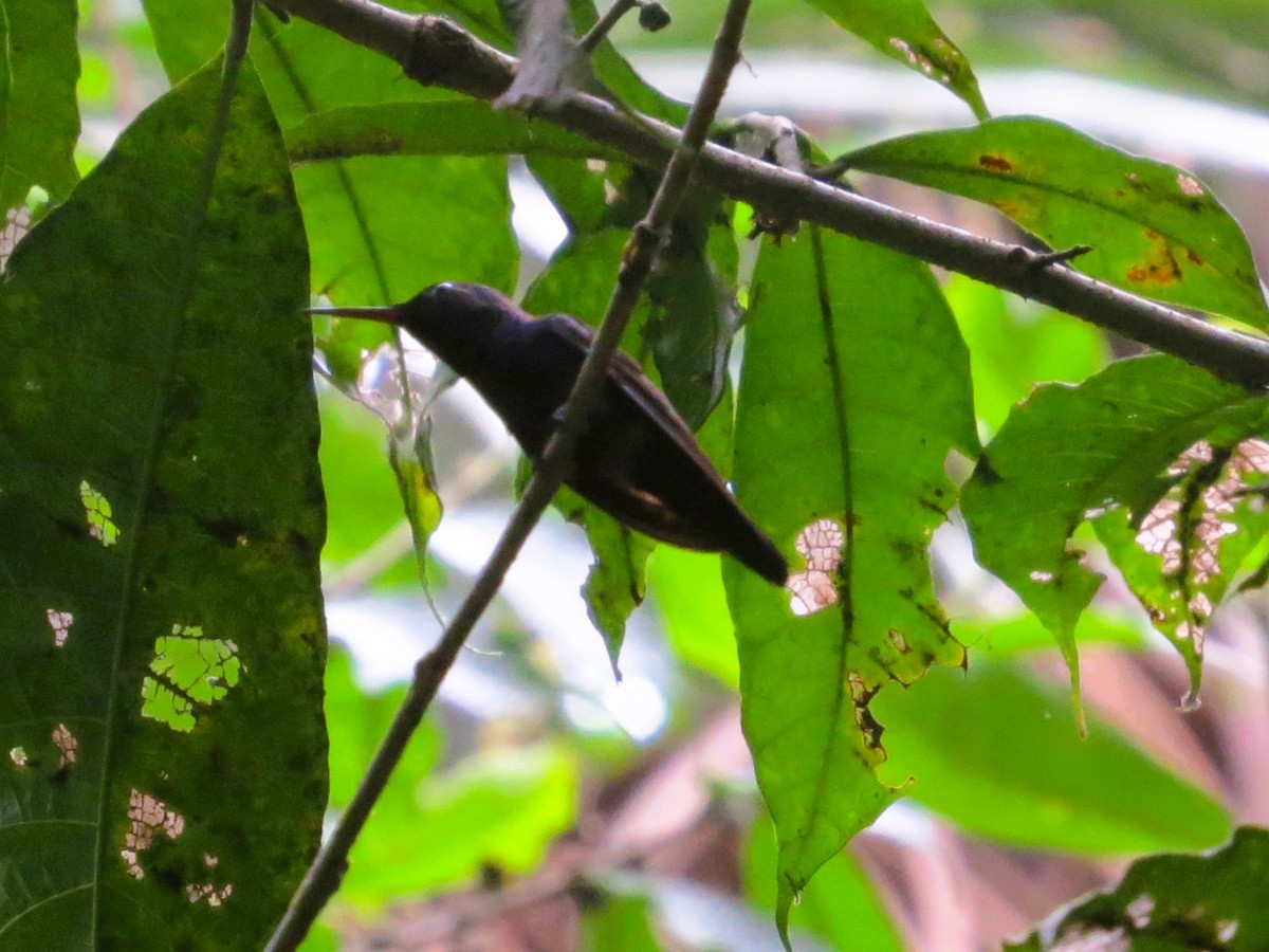 Crowned Woodnymph - ML646557504