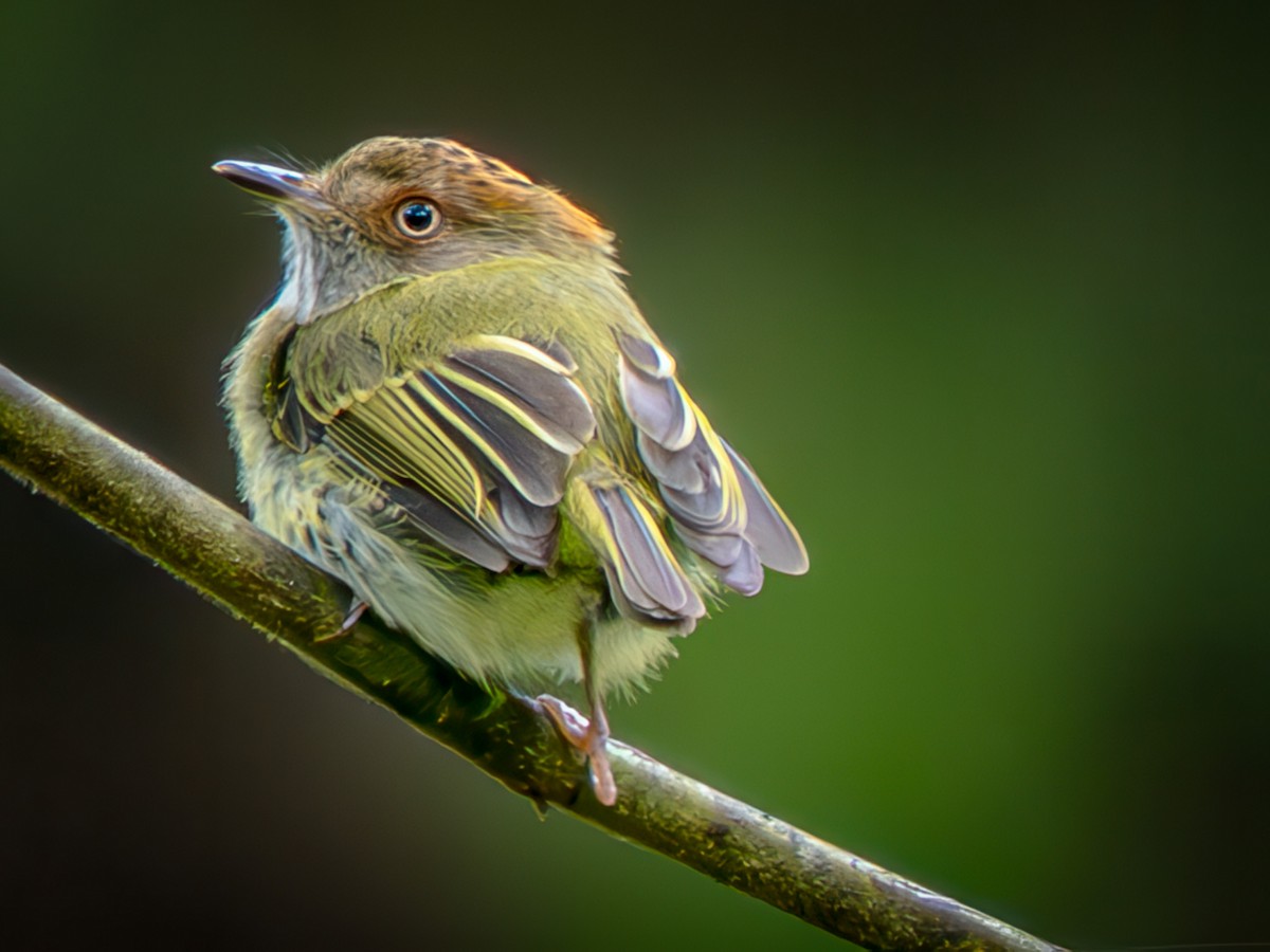 Scale-crested Pygmy-Tyrant - ML646557505