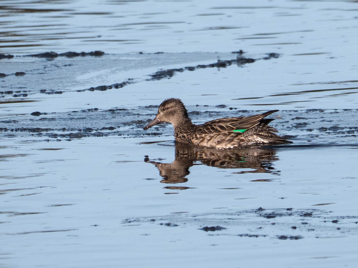 Green-winged Teal - ML646557507