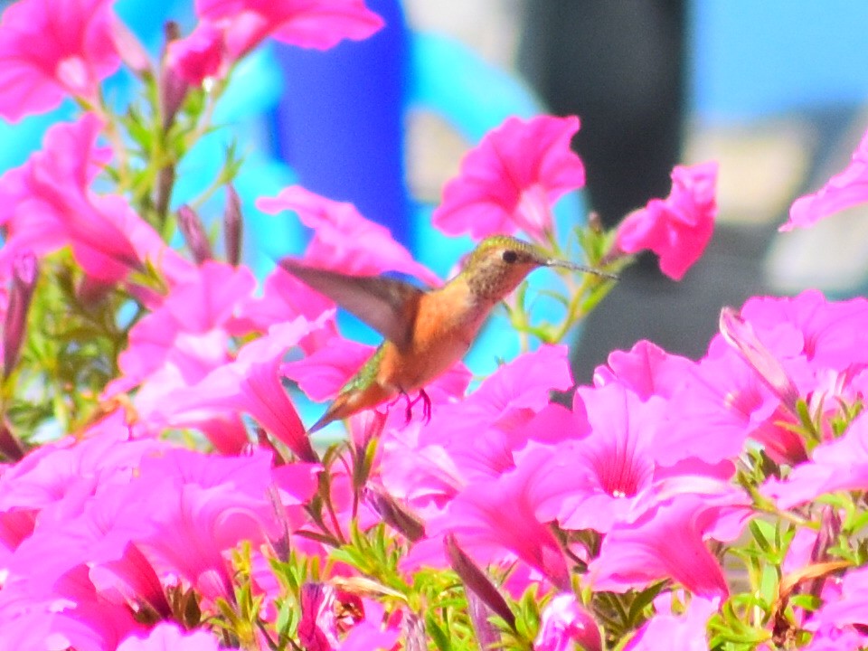 Rufous Hummingbird - ML646557508