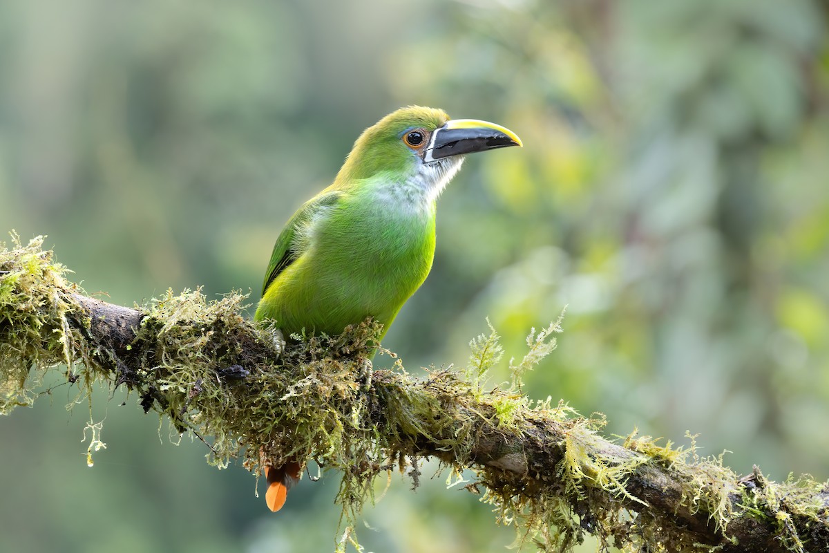 Southern Emerald-Toucanet - ML646557509