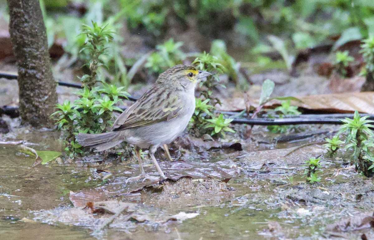 Yellow-browed Sparrow - ML646557511
