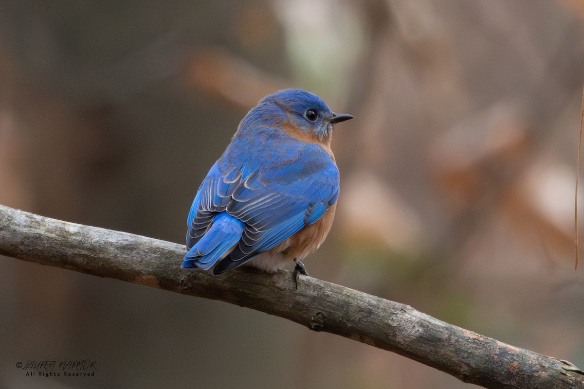 Eastern Bluebird - ML646557512