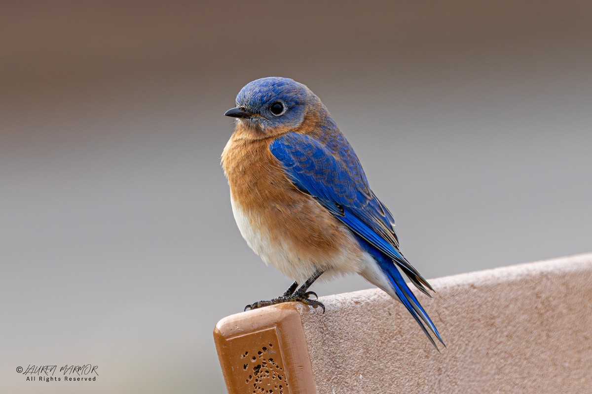 Eastern Bluebird - ML646557513