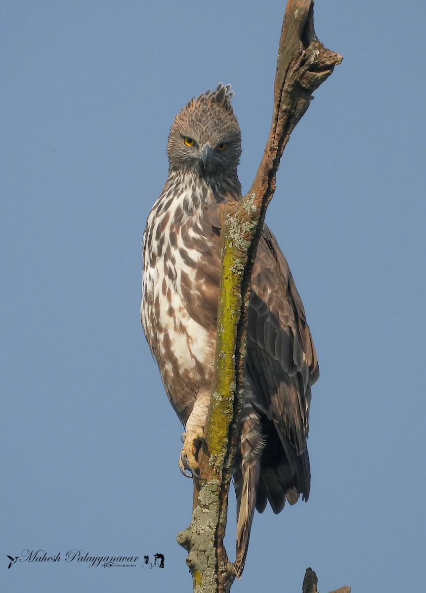 Changeable Hawk-Eagle - ML646557516