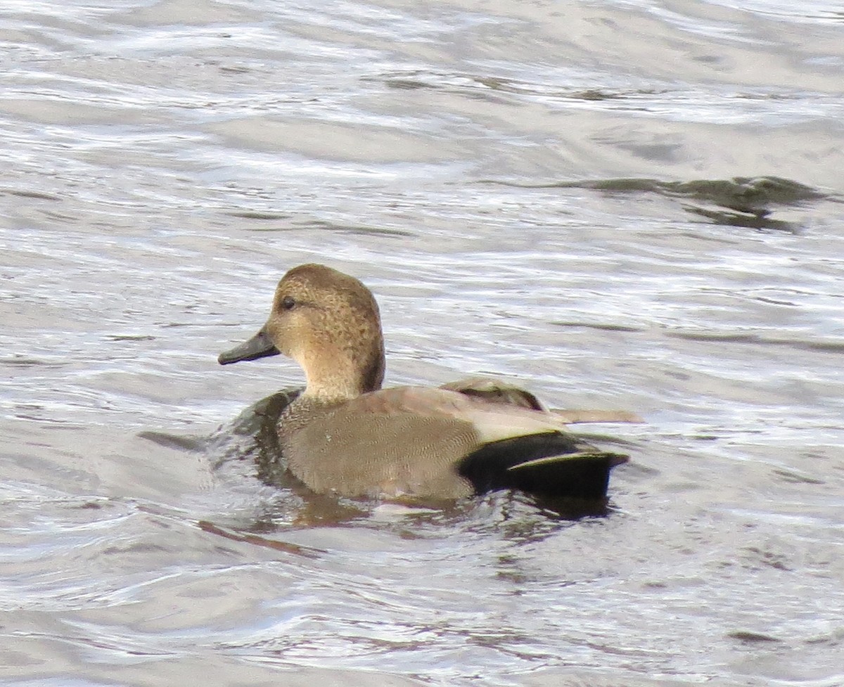 赤膀鴨 - ML646557517