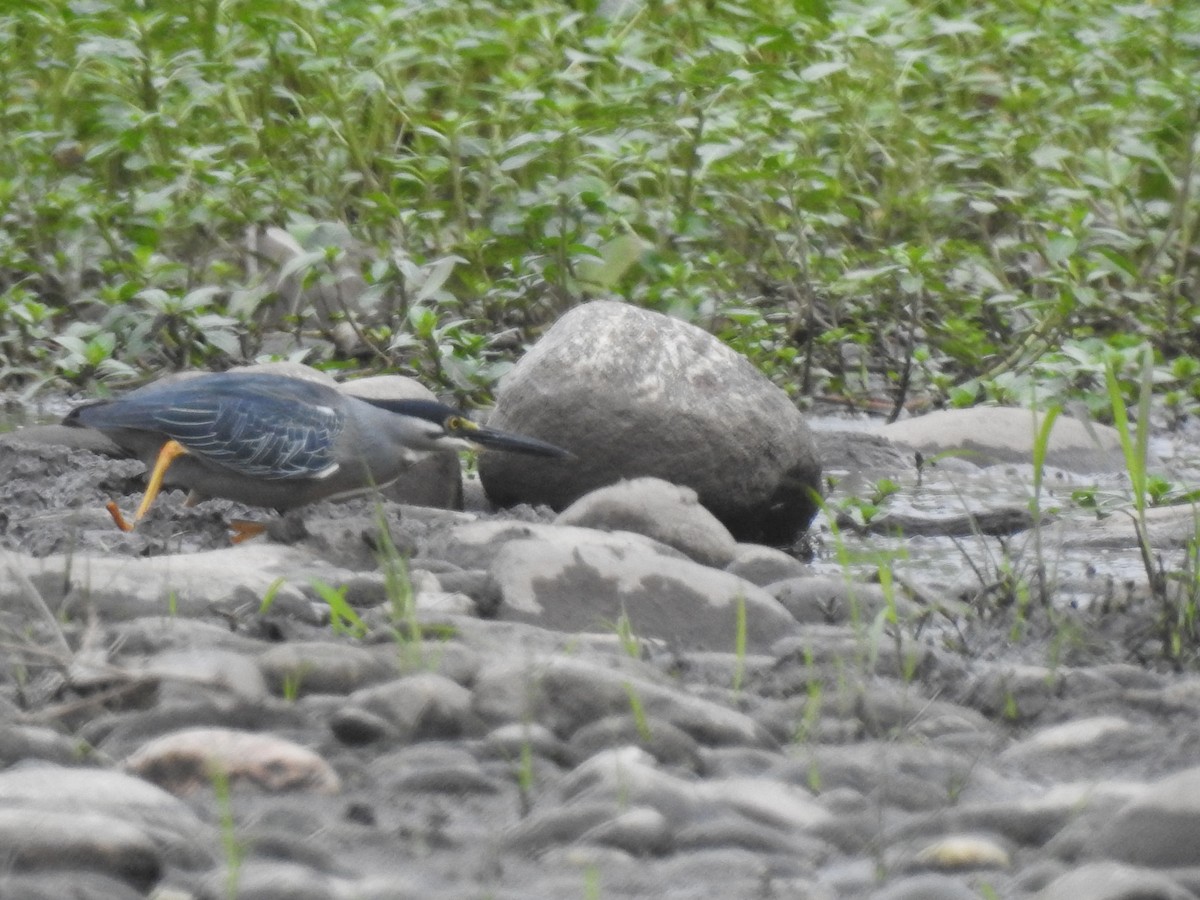 Striated Heron - ML646557518