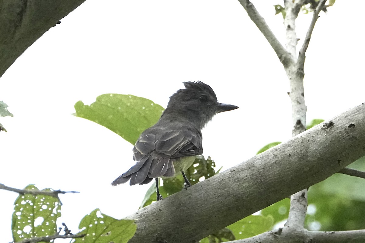 Swainson's Flycatcher - ML646557520