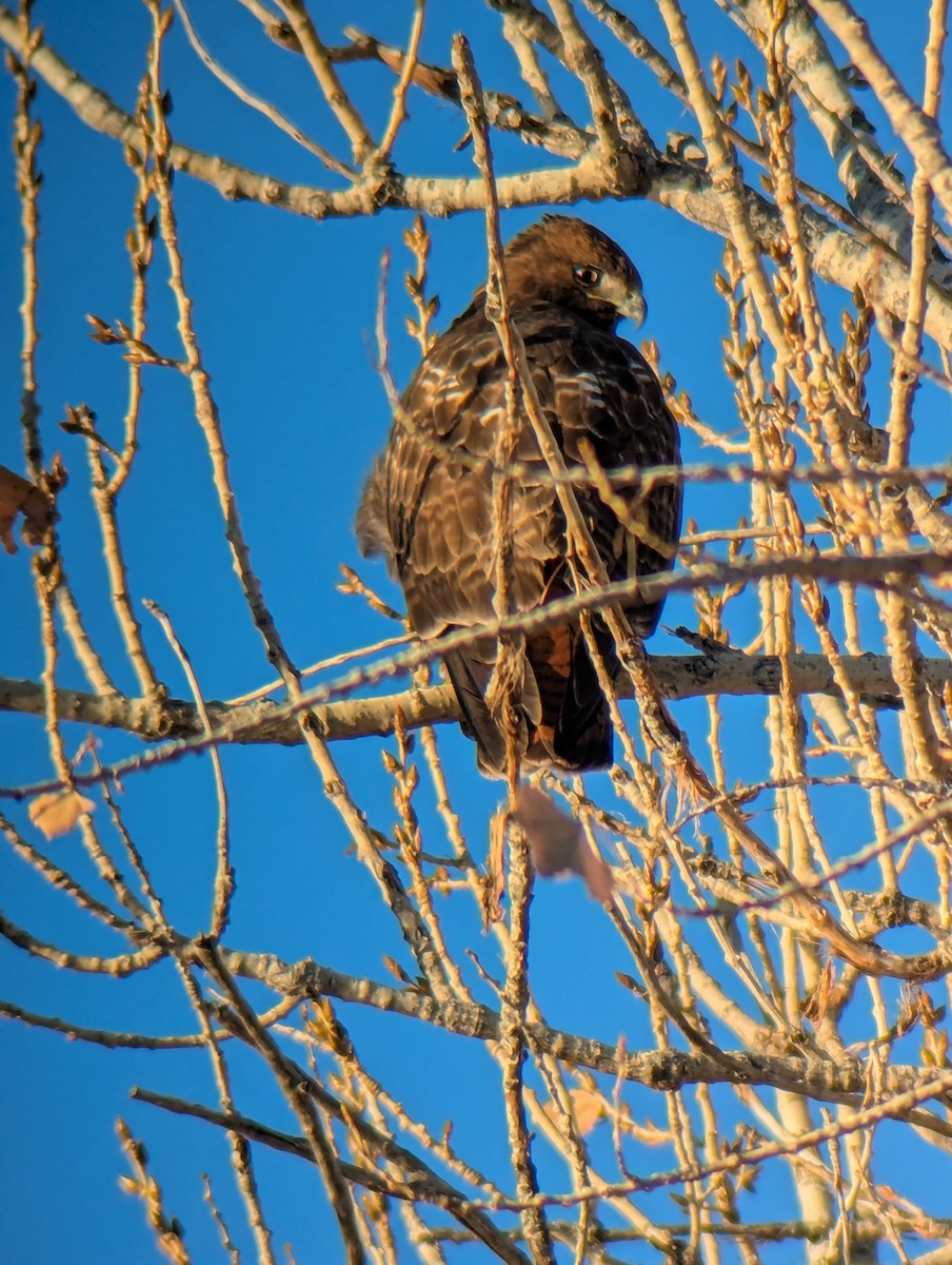 Red-tailed Hawk - ML646557521