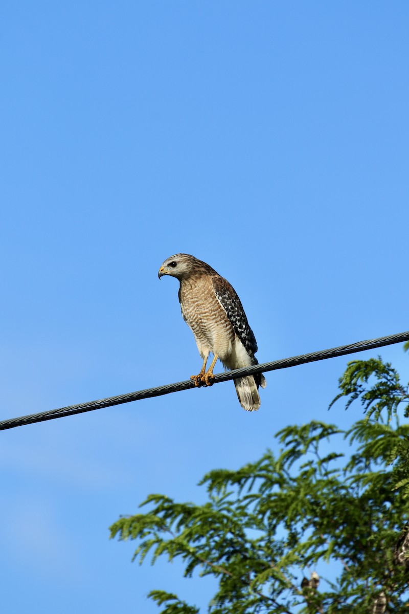 Red-shouldered Hawk - ML646557523