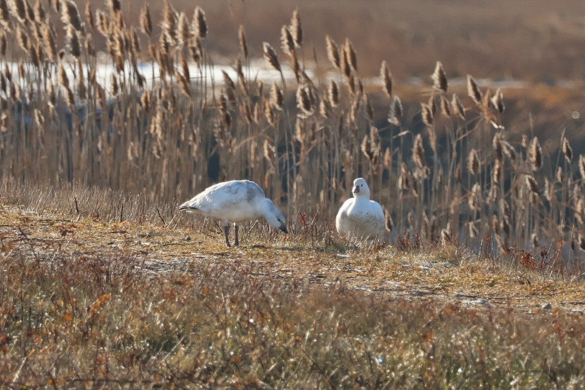אווז קנדי - ML646557524