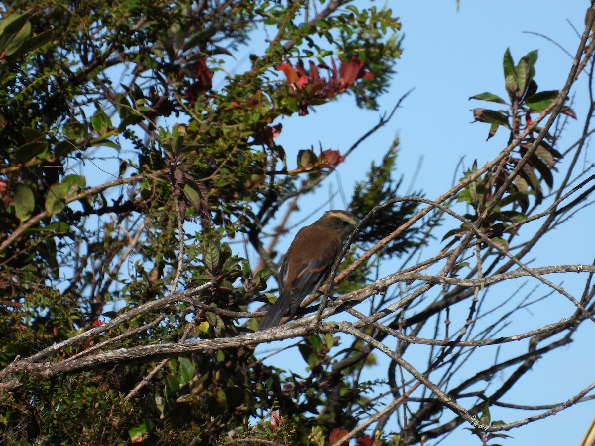 Fahlbrauen-Schmätzertyrann - ML646557526