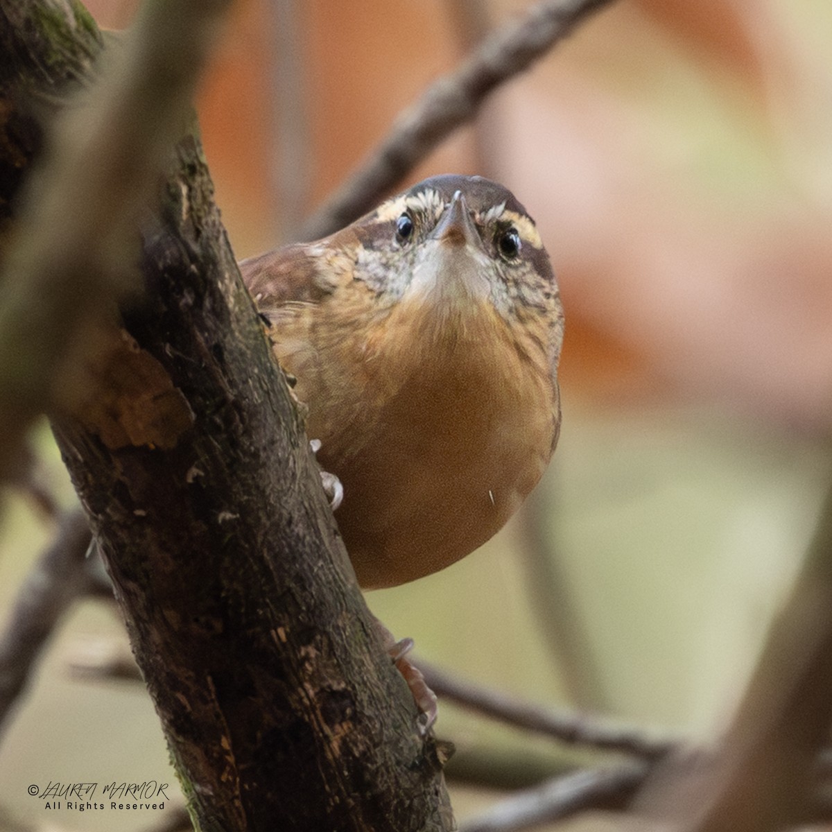 Carolina Wren - ML646557527